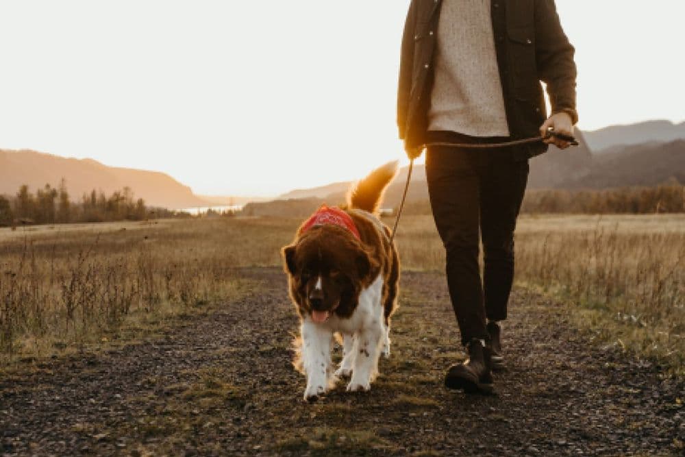 5 Quick Ways to Begin Restoring Gut Balance After the Holidays