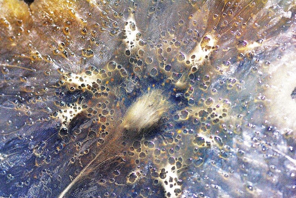 Unleashing the Power of the Human Microbiome - Webinar Takeaways & Replays