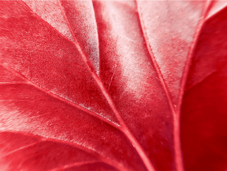 Understanding Your Viome Health Scores: Immune System Health