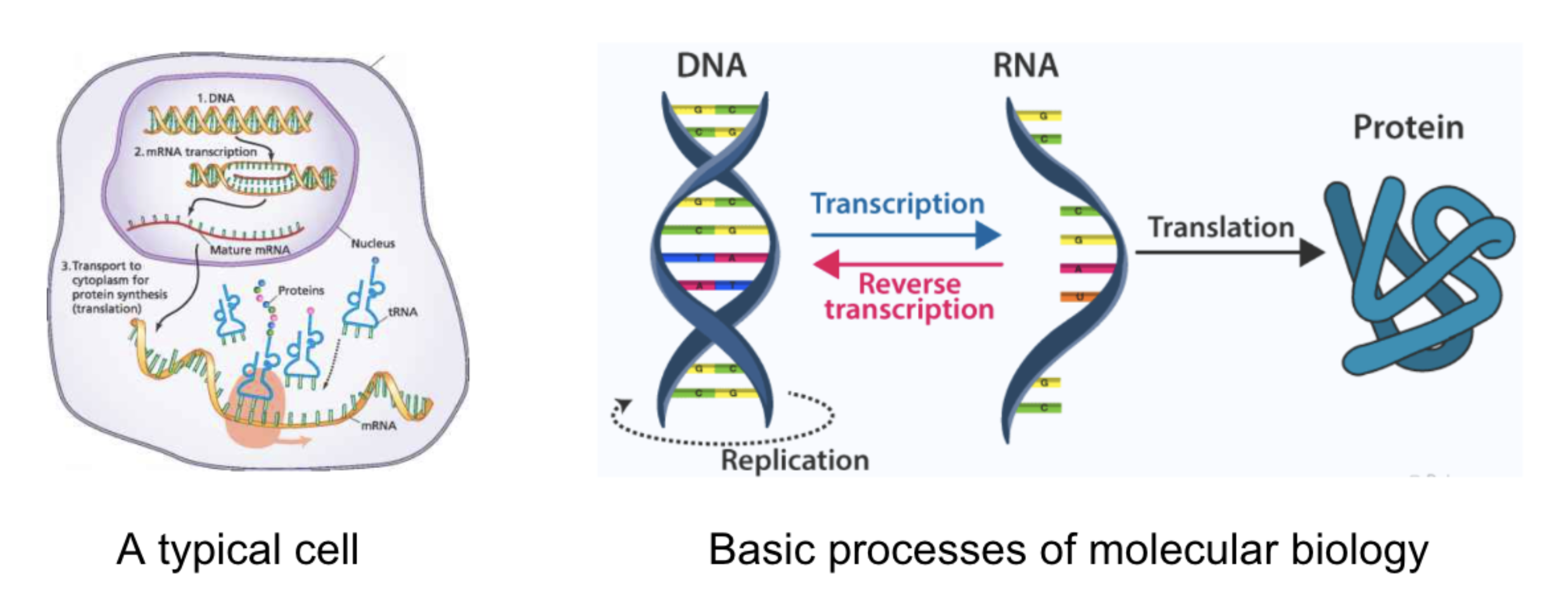 Cell and molecular biology